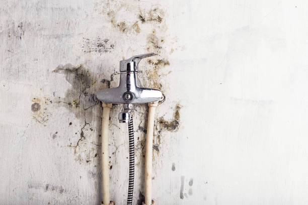 Best Commercial Mold Removal  in Fall Creek, WI