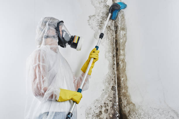 Best Office Mold Removal Services  in Fall Creek, WI