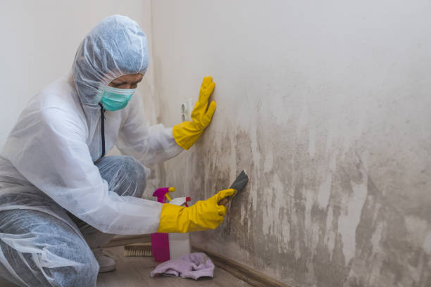 Best Residential Mold Removal  in Fall Creek, WI