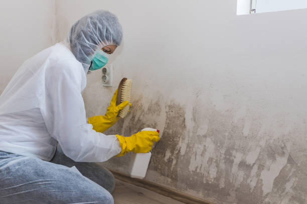 Office Mold Removal Services in Fall Creek, WI