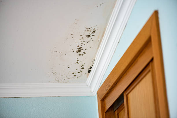 Professional Mold Removal in Fall Creek, WI