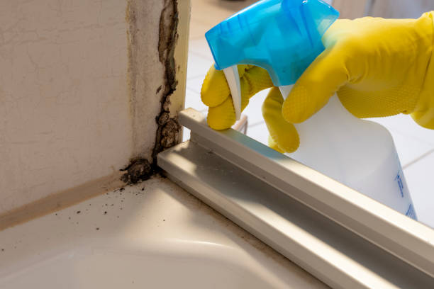 Best Mold Damage Repair  in Fall Creek, WI