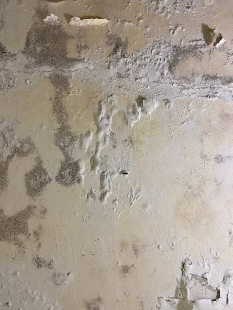 Best Fast Mold Removal  in Fall Creek, WI