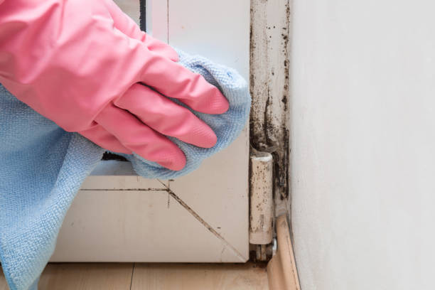Best Crawl Space Mold Removal  in Fall Creek, WI